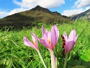 70 Colchicum autumnale (Colchico d'autunno) con Monte Castello